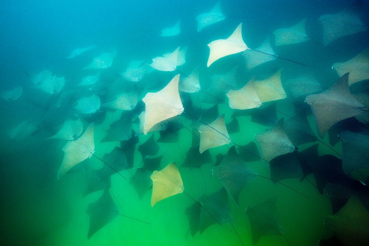 School of Pacific Cownose Ray, Rhinoptera steindachneri, Cabo Pulmo Marine National Park, Baja California Sur, Mexico. (Reinhard Dirscherl/ullstein bild via Getty Images)