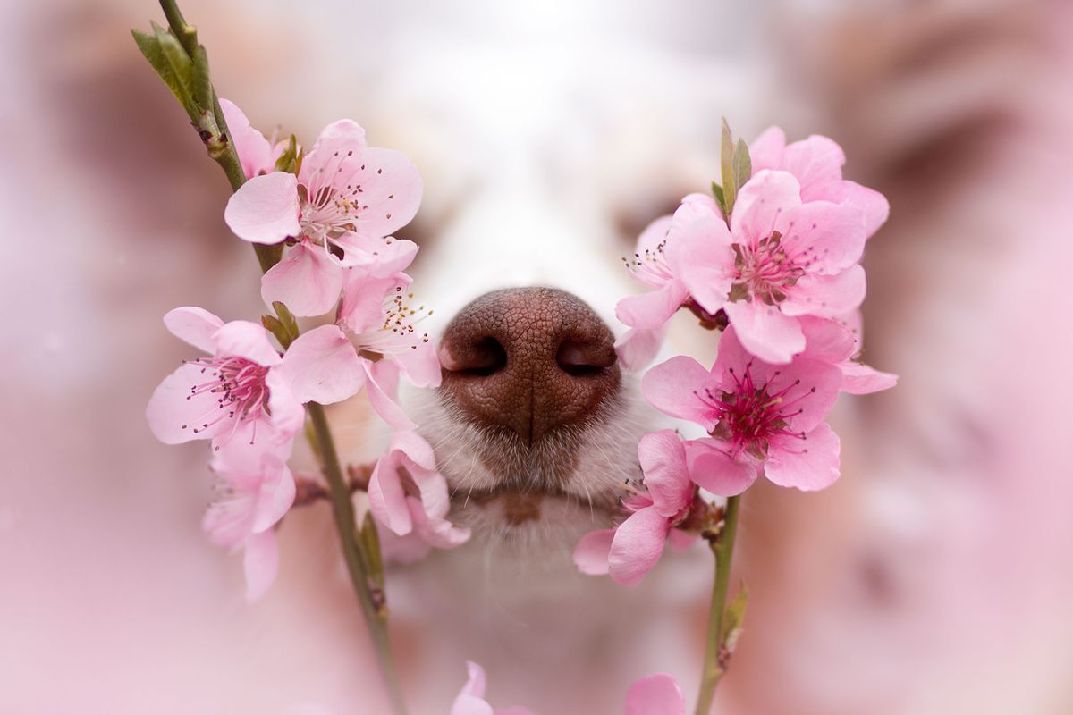 Dog nose between pink cherry blossoms (Getty Images/Ve Shandor/500px)