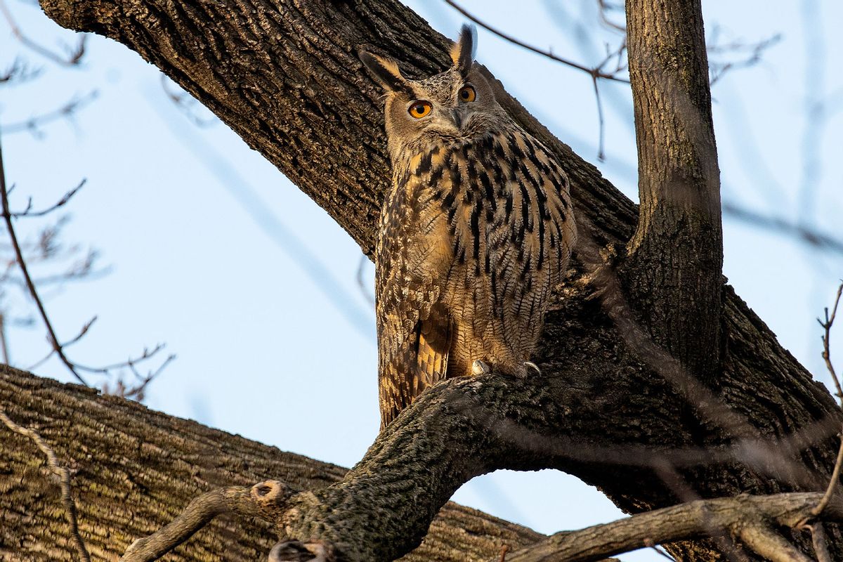 Flaco, a Eurasian eagle owl that escaped from the Central Park Zoo, continues to roost and hunt in Central Park, February 15, 2023 in New York City, New York. (Andrew Lichtenstein/Corbis via Getty Images)