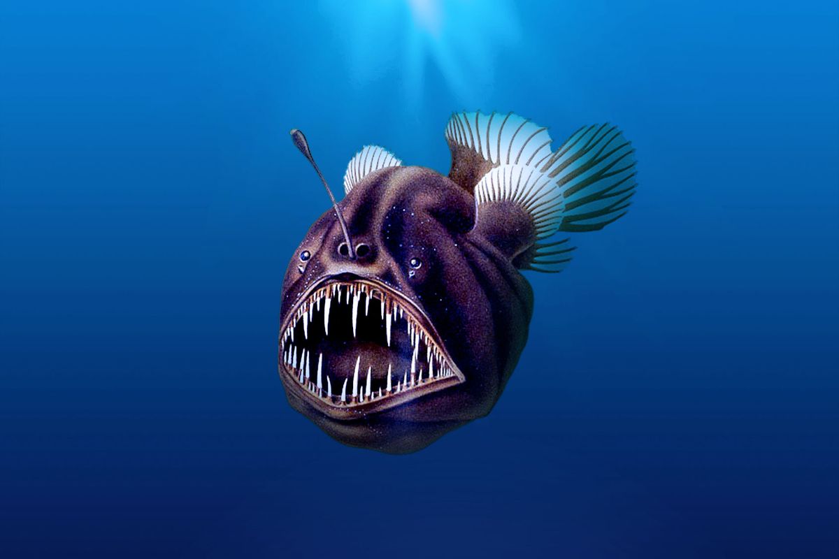 Humpback anglerfish (Photo illustration by Salon/Getty Images/WikiCommons/Epipelagic)