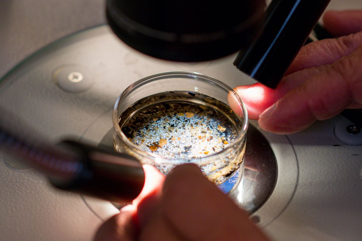 Executive director of Moore Institute for Plastic Pollution Research uses a stereo scope to examine a sediment sample to identify microplastics within a sample in Long Beach on Tuesday, October 1, 2024. (Leonard Ortiz/MediaNews Group/Orange County Register via Getty Images)