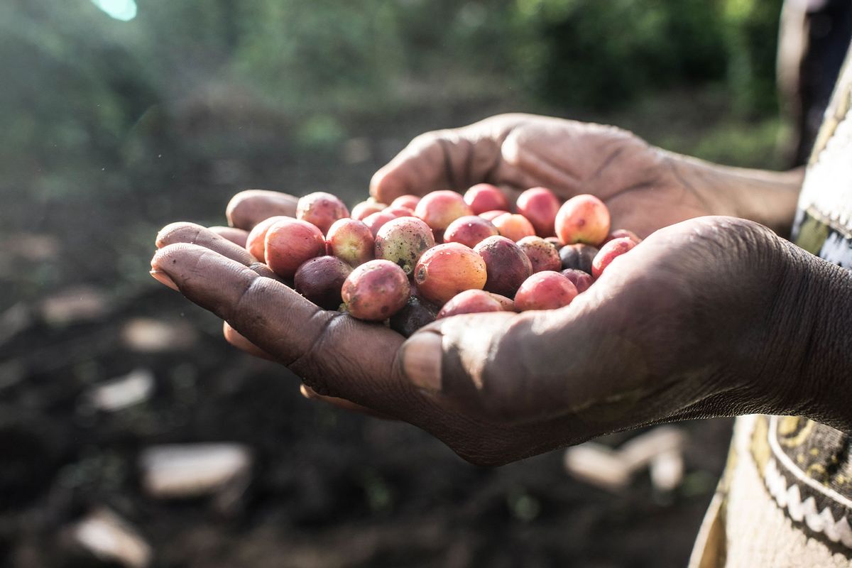 An employee at Kyambura Women’s Coffee Cooperative holding coffee beans (Photo courtesy of Volcanoes Safaris)
