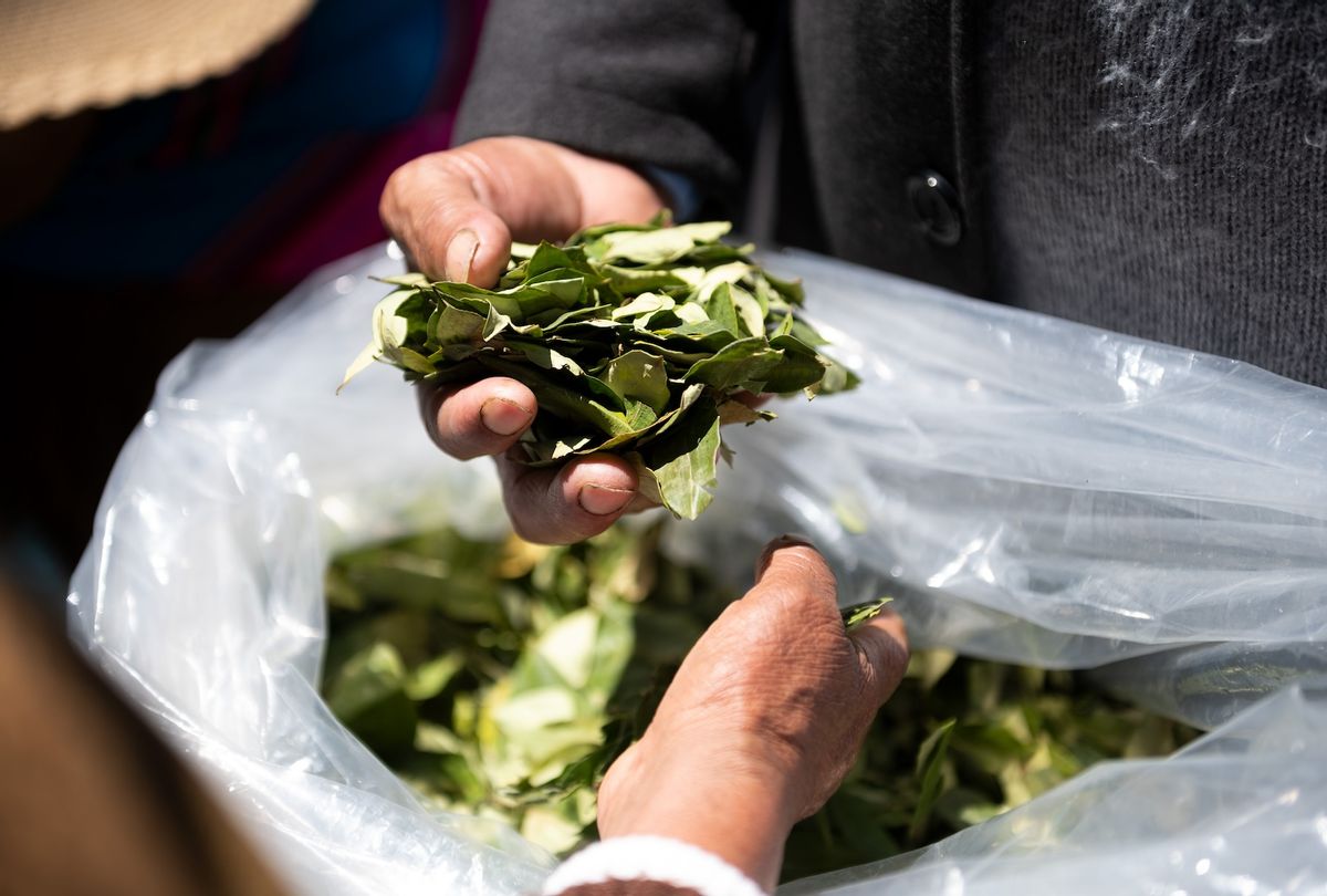 Bolivia, La Paz: Women in typical costumes distribute coca leaves on coca chewing day. Photo: Radoslaw Czajkowski/dpa  (Photo by Radoslaw Czajkowski/picture alliance via Getty Images)