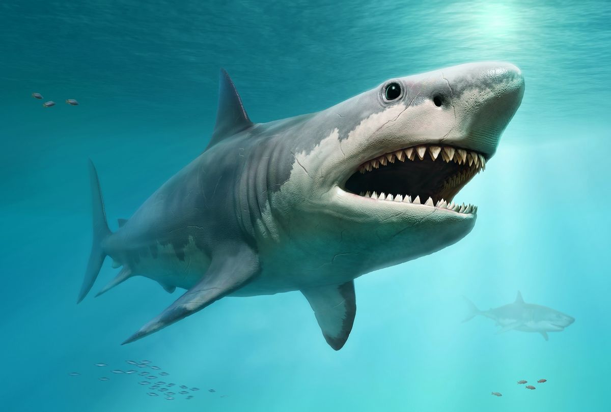 Megalodon from prehistoric times scene 3D illustration, though the ancient shark probably didn't look like this. (Warpaintcobra / Getty Images)