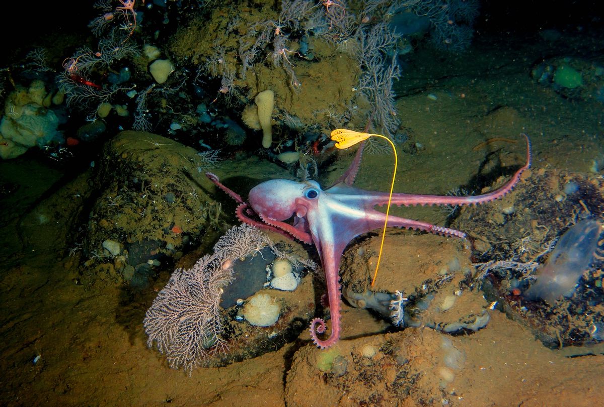 Deep-sea octopus Moosoctopus profundorum in his own garden with stalk lilies Ptilocrinus pinnatus (Russia, Bering Sea, Piip volcano, depth 2700 meters) (Getty Images / undefined undefined)
