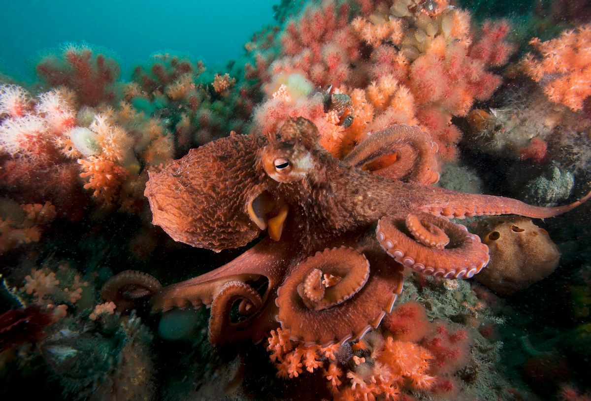 A Pacific giant octopus crawls over a colorful anemone filled bottom. (Getty Images / Mauricio Handler)