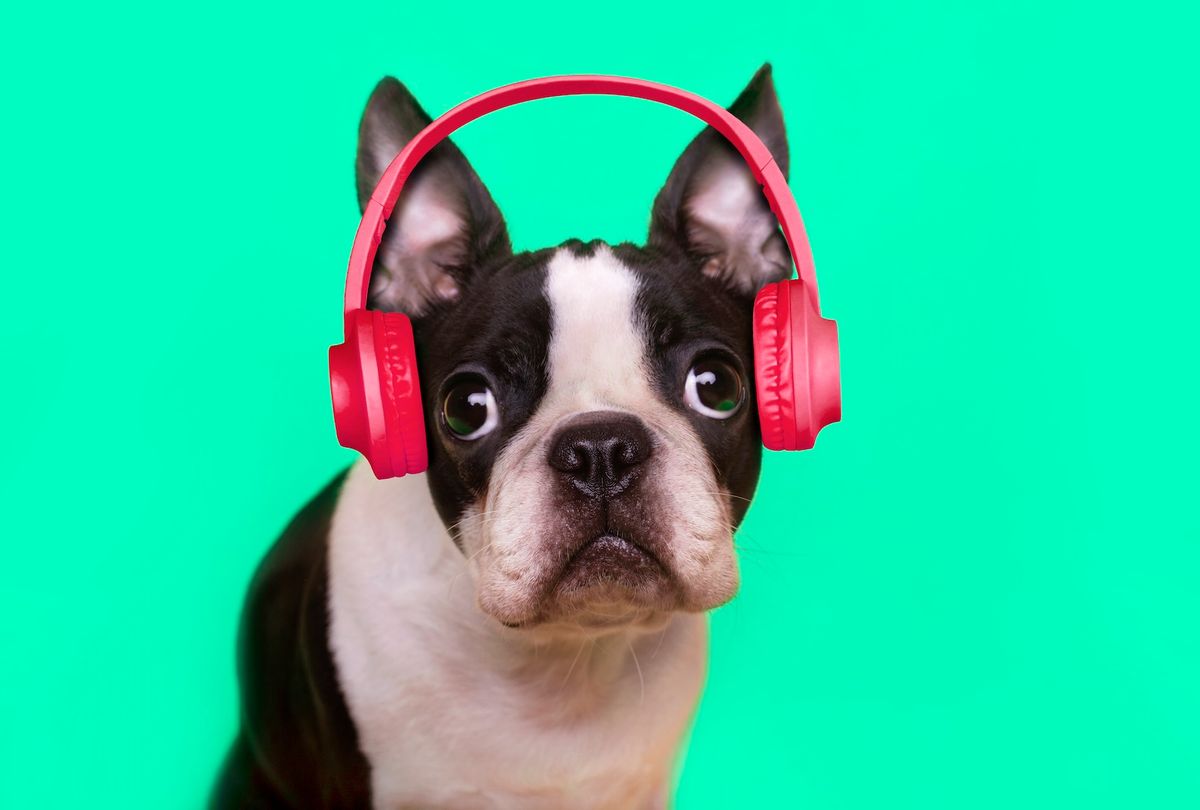 Boston terrier wearing headphones listening to music. (Getty Images / retales botijero)