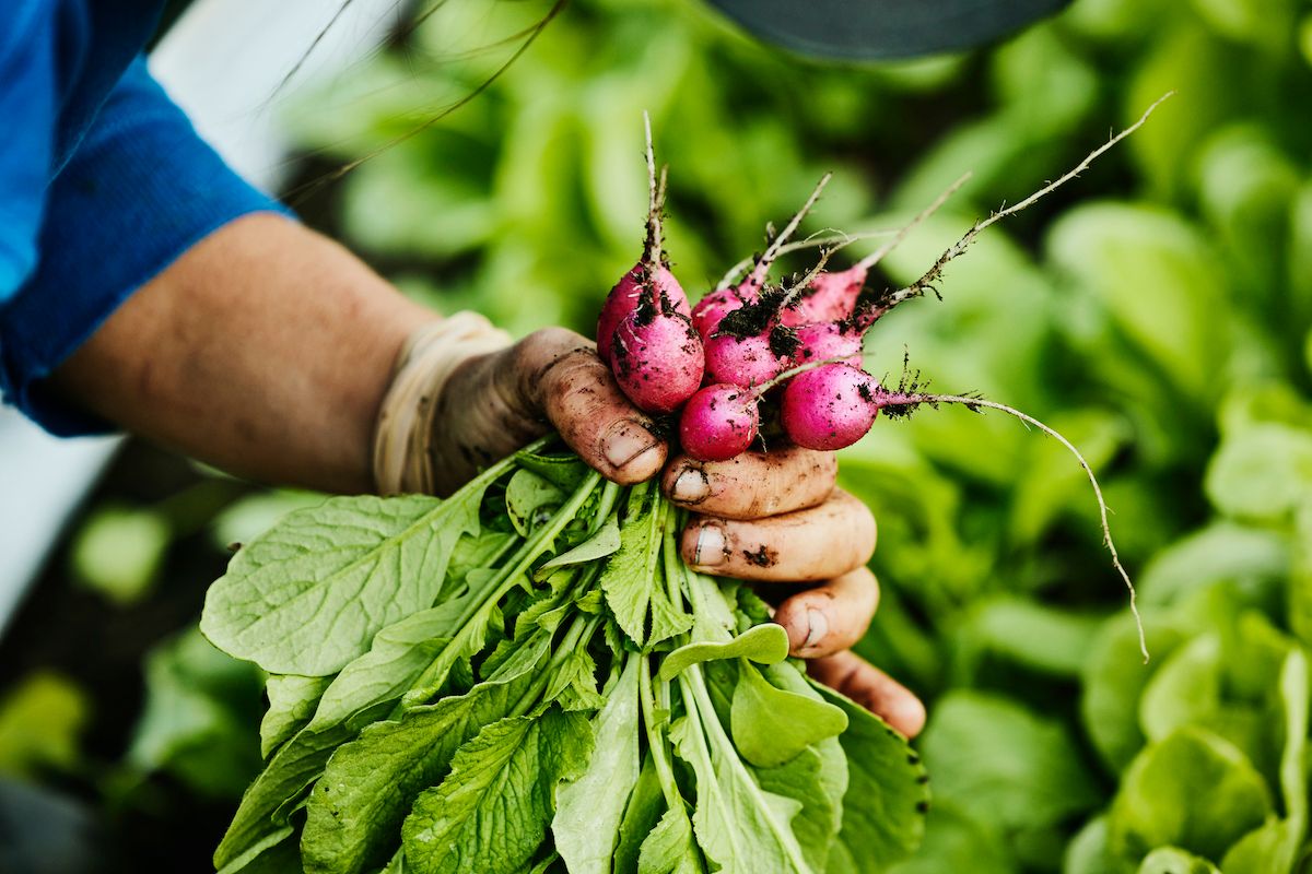 Radish greens  (Thomas Barwick / Getty Images )
