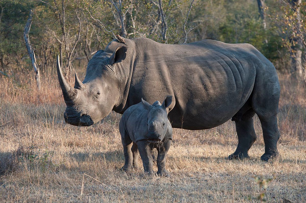 A female white rhinoceros with a six-month old baby in the Sabi Sands Game Reserve adjacent to Kruger National Park, South Africa.  (Wolfgang Kaehler/LightRocket via Getty Images)