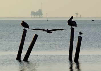 Pelicans sit on pilings along the Dauphin Island Parkway