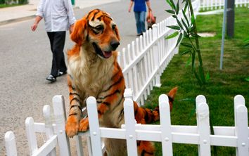 A golden retriever dog dyed to tiger-look play at the Dahe Pet Civilization Park in Zhengzhou