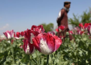Afghanistan Opium