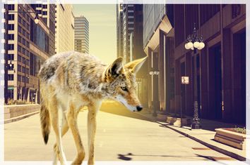 City Coyote