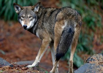 Red Wolves