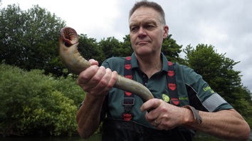 Lamprey