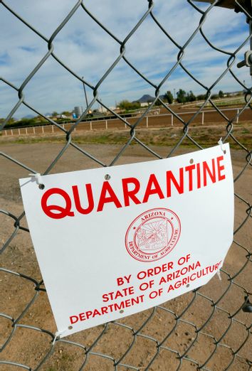 Racehorses Outbreak