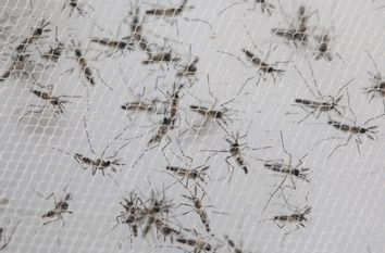 Brazil Zika Mosquito Eradication