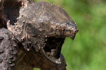 Endangered Species Lawsuit