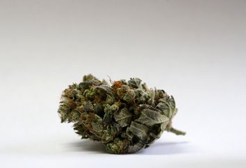 Campaign 2016 Marijuana Northeast Foothold