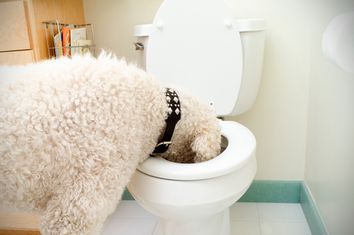 Standard Poodle drinking from toilet