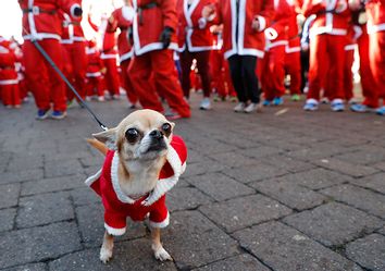A dog with a Santa hat waits with its owner to start the annual charity Santa run in Loughborough