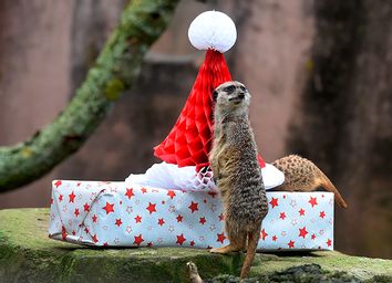 GERMANY-CHRISTMAS-MEERKAT