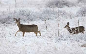 Deer Winter