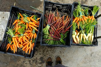 Makoto Chino stands over freshly picked and washed carrots at his family's farm in Rancho Santa Fe, California