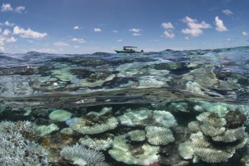 Maldives Global Coral Die-Off