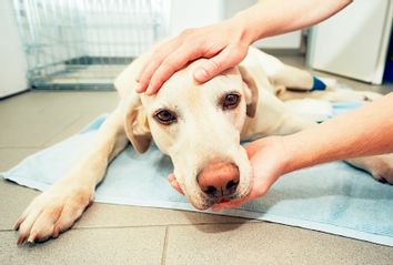 Dog in veterinary clinic
