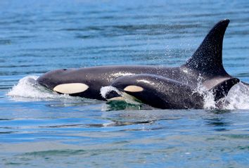 Killer Whale Mom with Calf