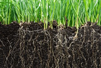Grass with roots and soil