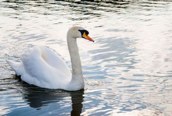 Mute swan in lake