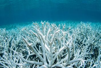 Bleached Coral; Great Barrier Reef