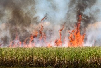 Burning sugar cane in South Florida