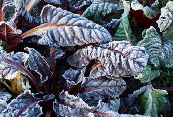 Frost on chard leaves in winter