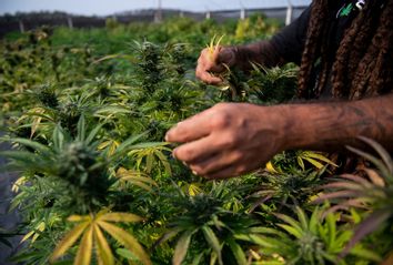 A worker inspects cannabis plants at a farm in Rio de Janiero, Brazil.