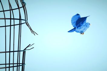 Blue colored bird escapes from bird cage