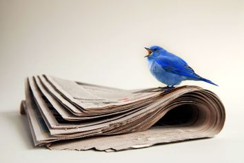 A blue bird standing on a newspaper