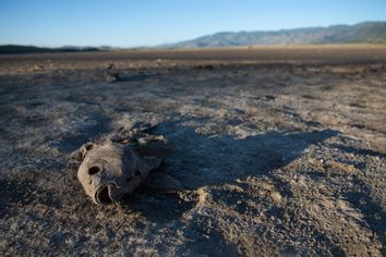 Dead fish on the dry lake bed of Little Washoe Lake