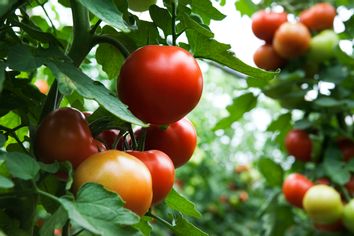 tomato; tomato plant