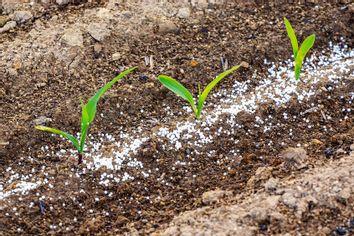 Close view on the green young corn and some fertilizers