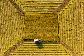 Aerial view Combine Harvester working on the Paddy Field in Autumn