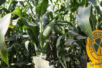 Kenya Seed Company maize crops