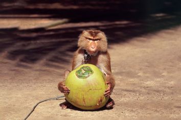 Monkey holding a fresh coconut