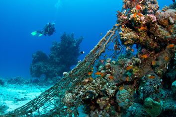 Fishing nets covered corals