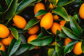 Fresh kumquat fruits on tree