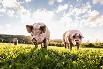 Pigs in the pasture