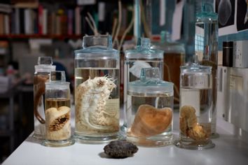 A selection of deep-sea specimens from the Natural History Museum in London's collection.
