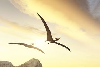 Two pteranodons flying